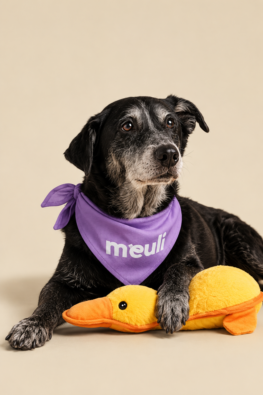 Cachorro com bandana da Meuli