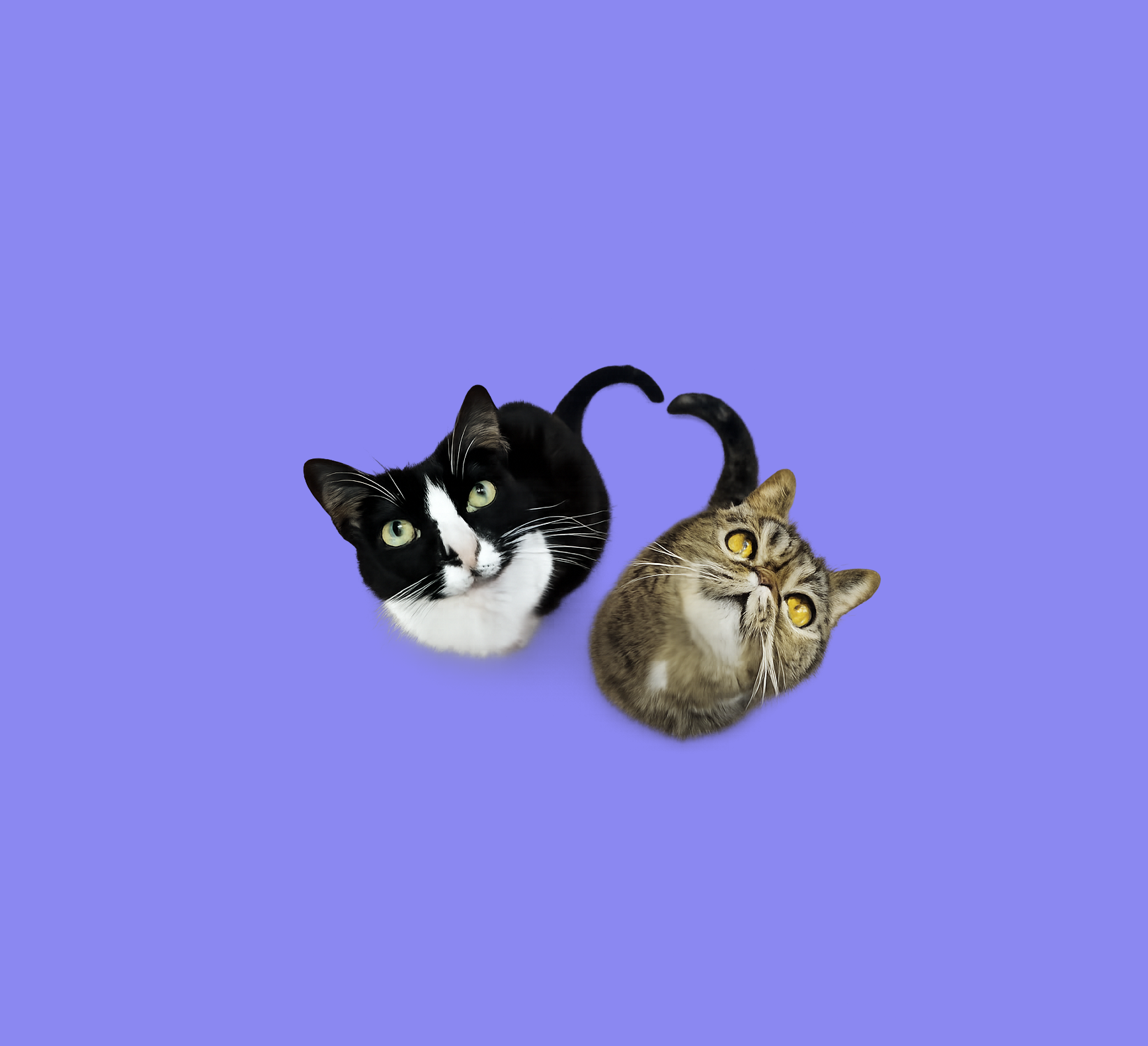 Dois gatos da Meuli sobre fundo lilás