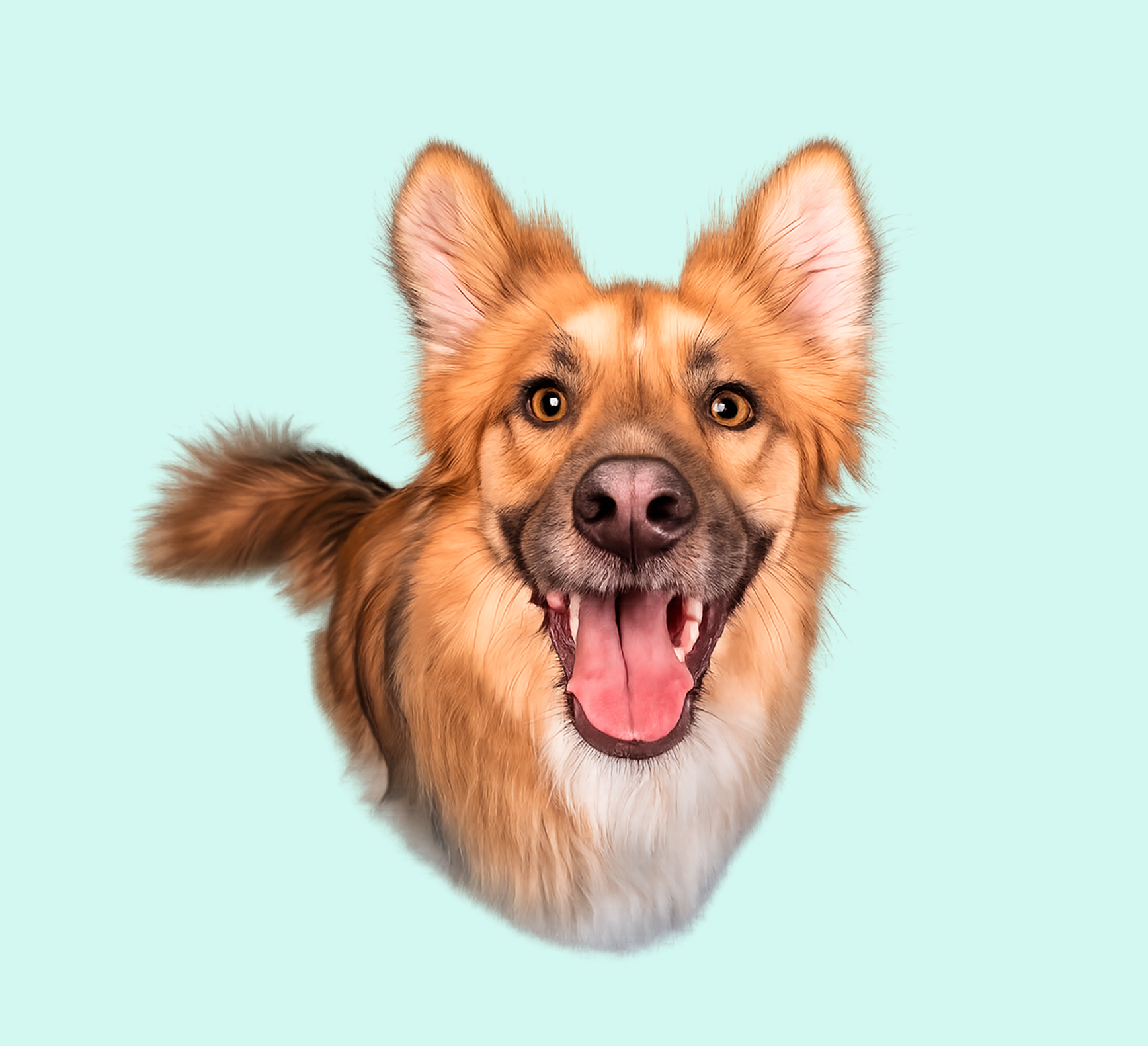 Cachorro feliz em fundo verde-claro